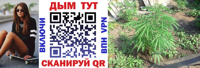 дарк нет какой сайт  хочу   Элиста  Каннабис план 